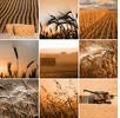 agricola1
