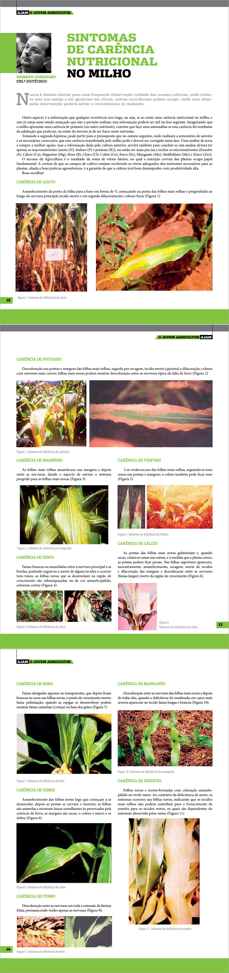 carências do milho